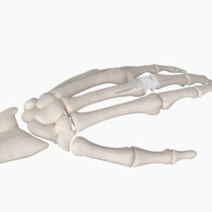 Digitalis Silicone Spacer